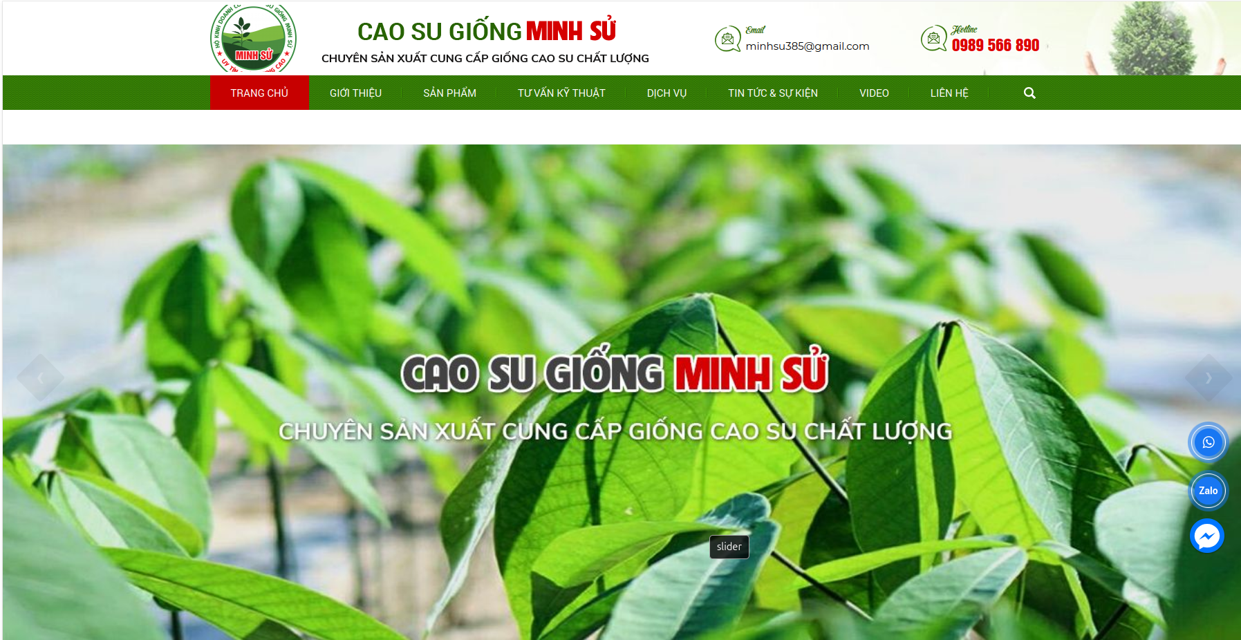 Cao Su Giống Minh Sử